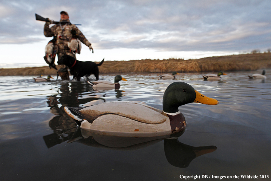 Waterfowl hunter setting decoys with black labrador retriever.