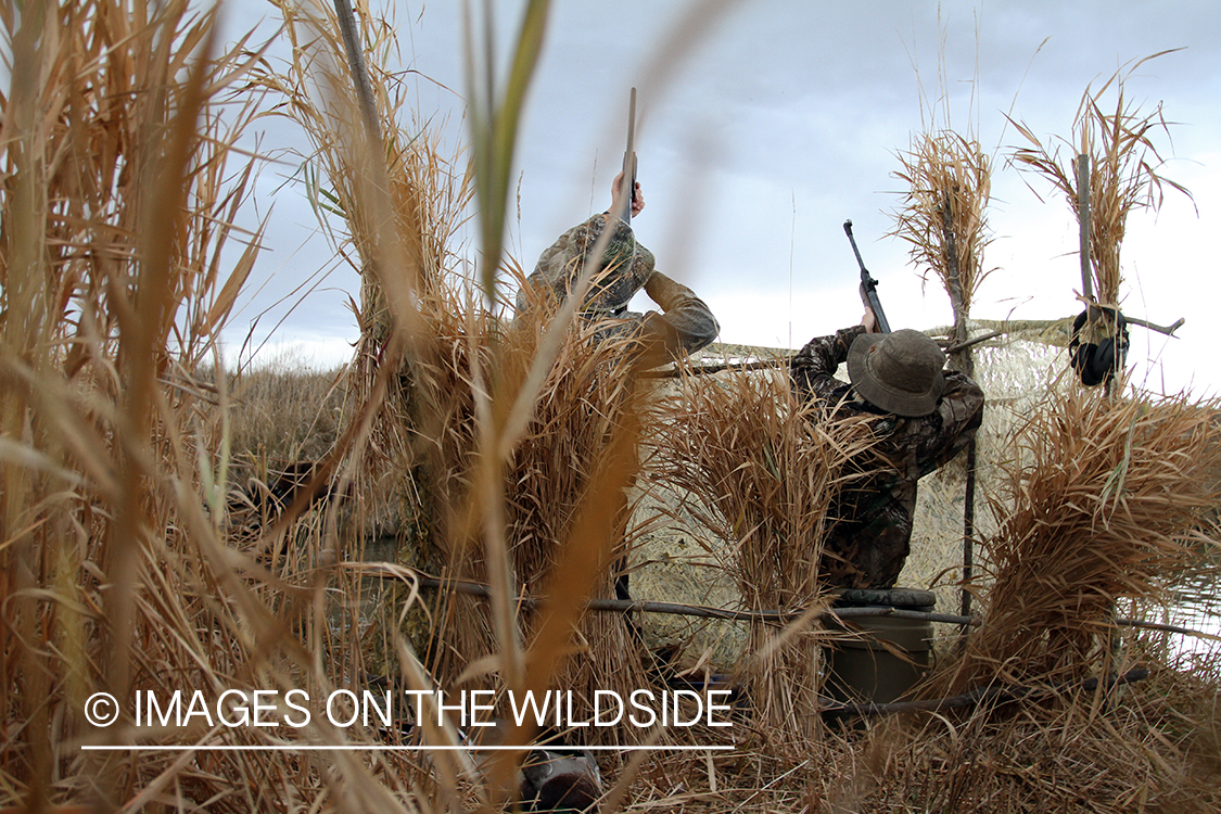 Father and son waterfowl hunters shooting at waterfowl.