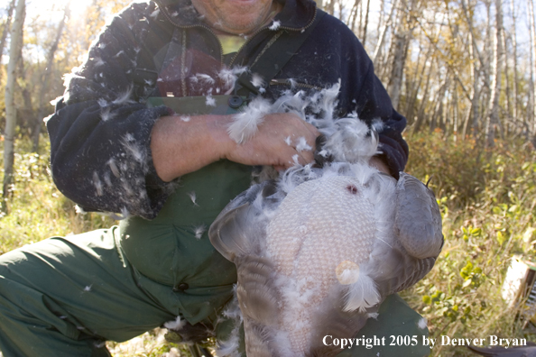 Goose hunter cleaning goose.