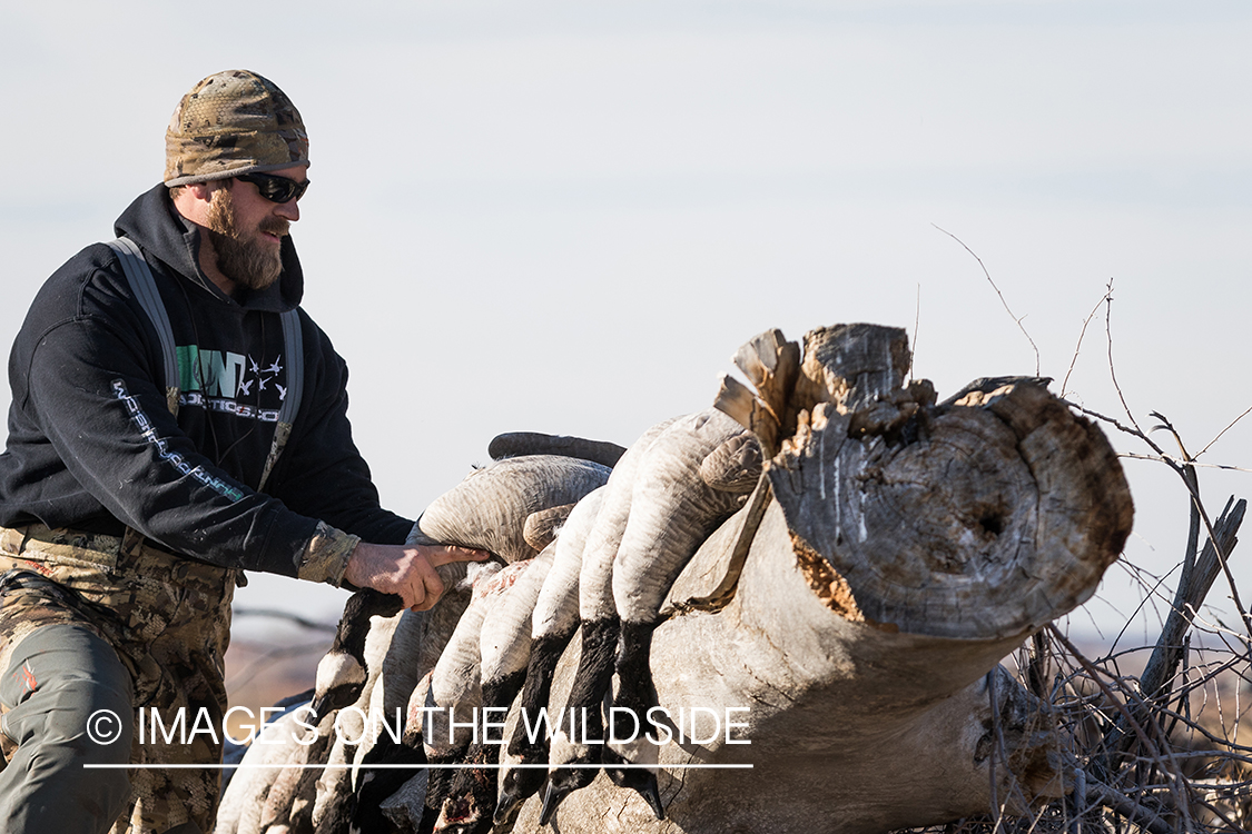 Hunter with bagged geese.