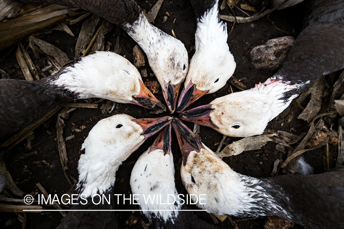 Bagged snow geese.