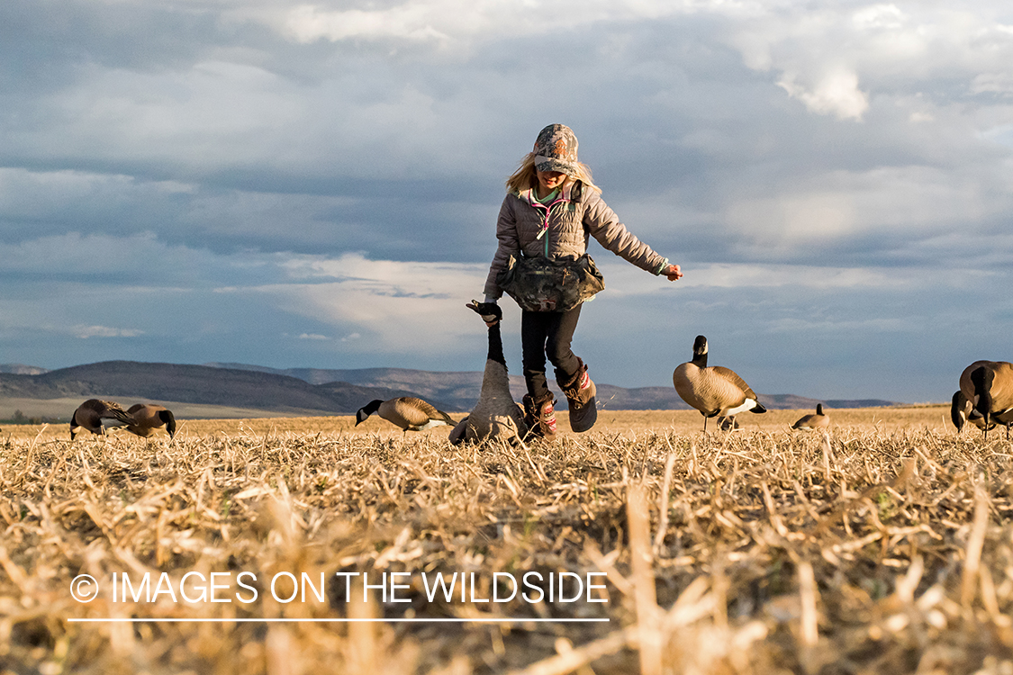 Young hunter retrieving geese.