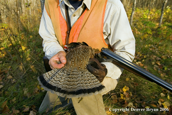 Upland bird hunter with bagged bird.