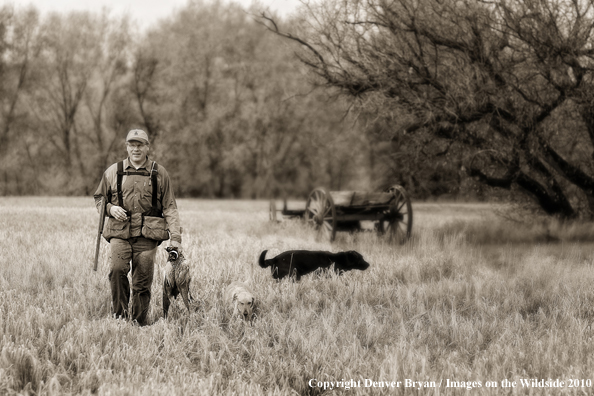 Upland hunter in field carrying bagged ring-necked pheasant. (Original image #11006-064.08D)