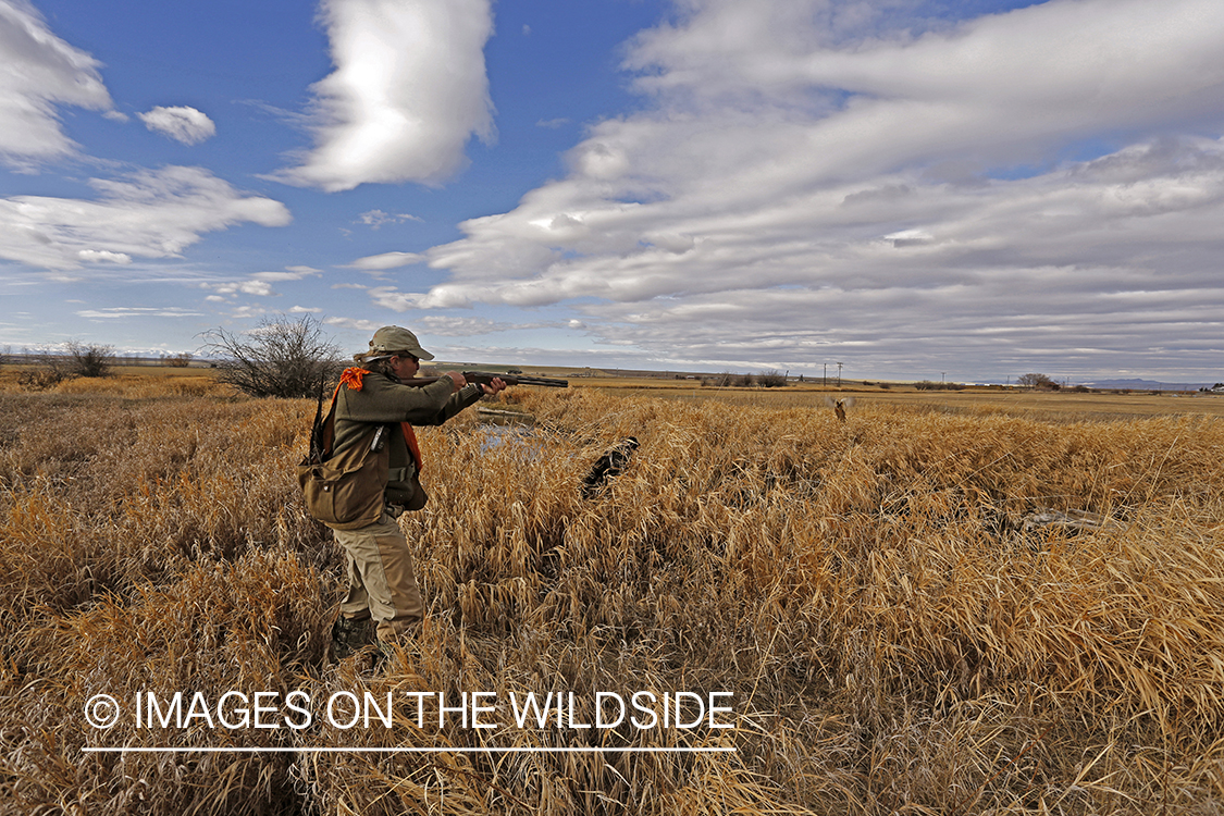 Pheasant hunter shooting at flushed game. 