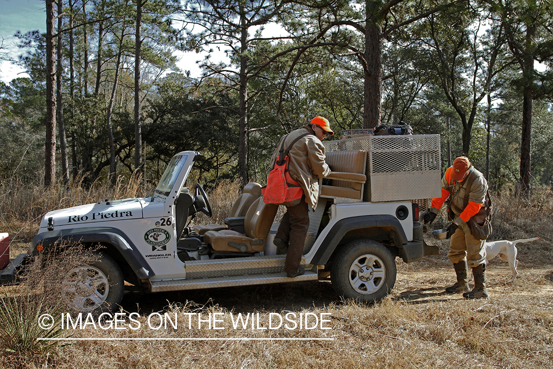 Bobwhite quail hunters in field with english pointer.