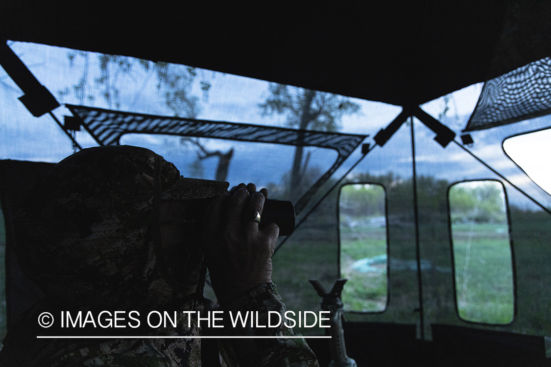 Turkey hunter in blind.