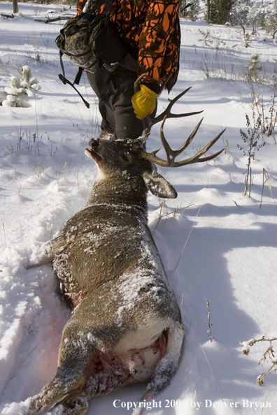 Mule deer hunter dragging bagged buck through woods.