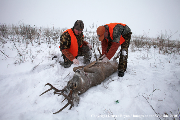 Father and son field dressing out son's white-tail buck 