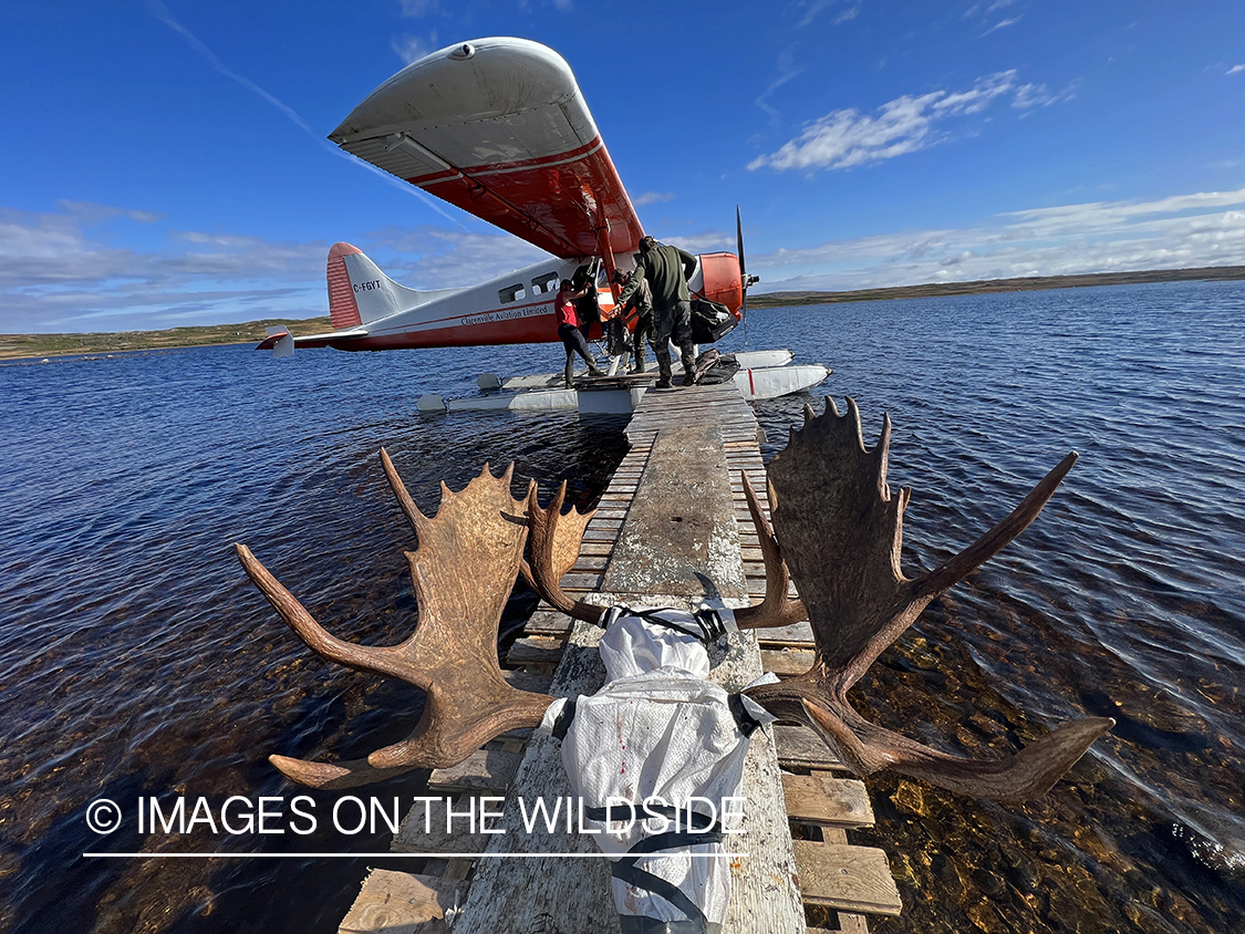 Float plane with moose heads.