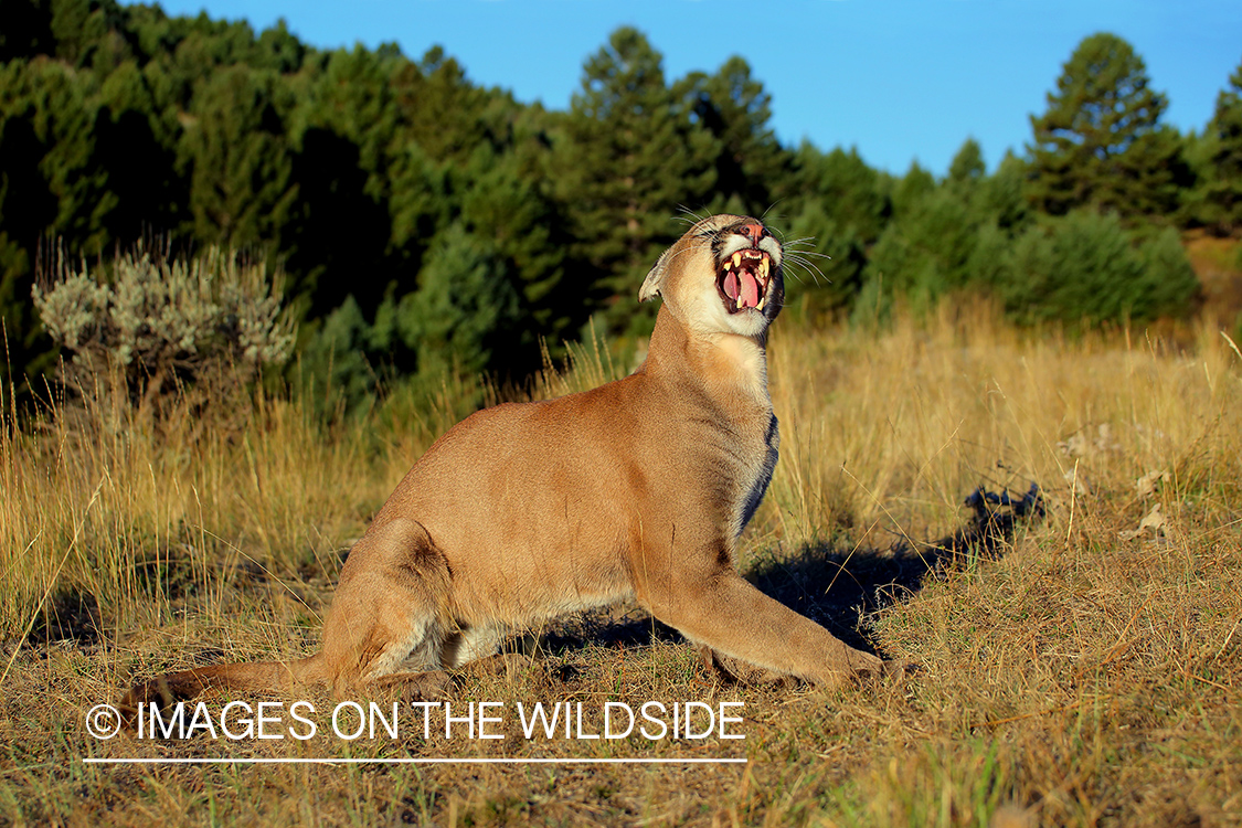 Mountain Lion in habitat.