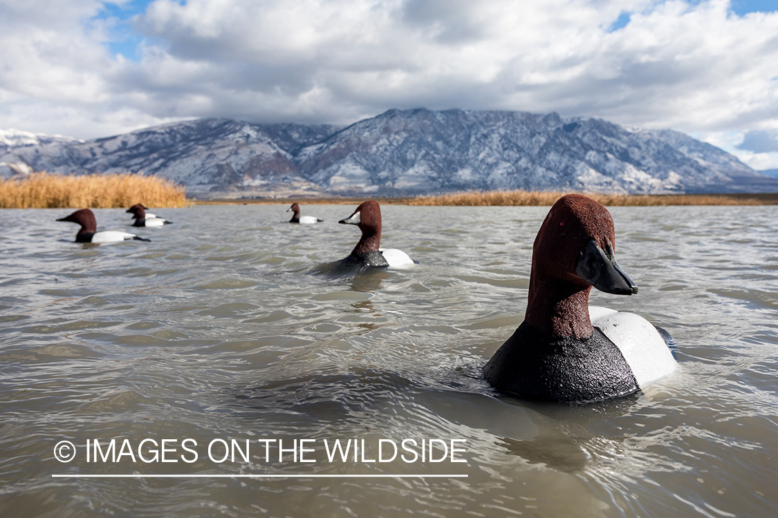 Hunting Tundra Swans and Ducks in Bear River region in Utah.