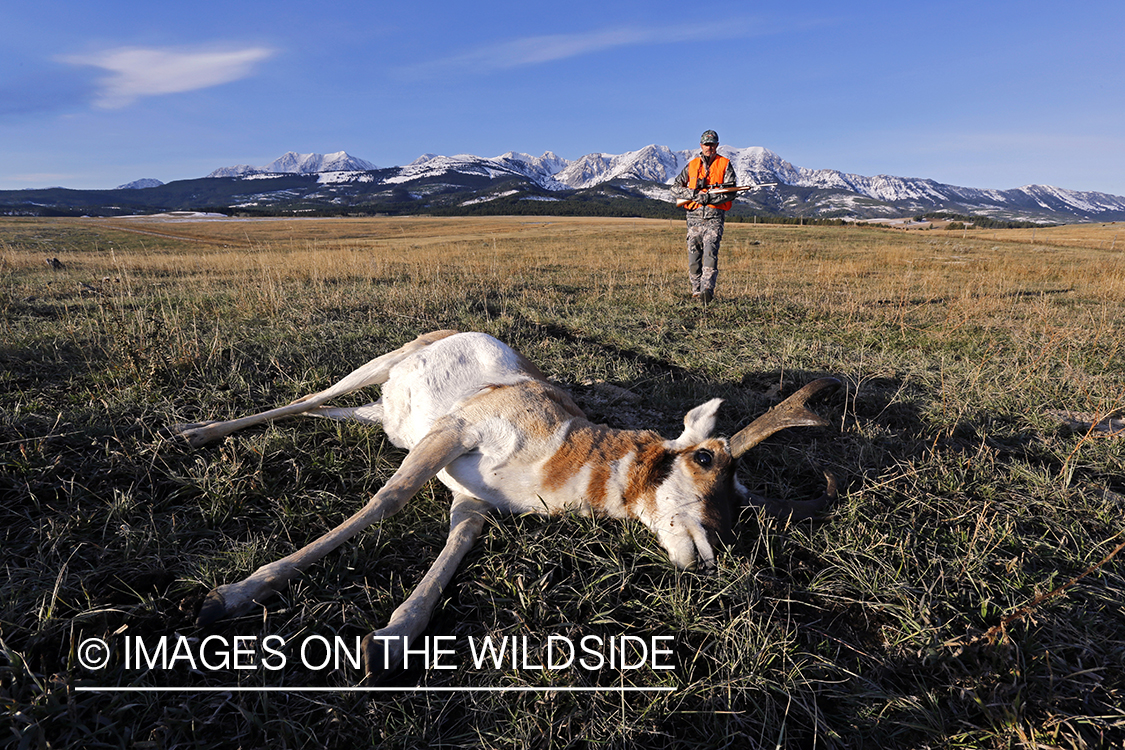 Pronghorn Antelope hunter approaching downed antelope buck. 