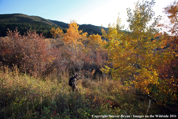 Bow hunter hiking through fall vegetation. 