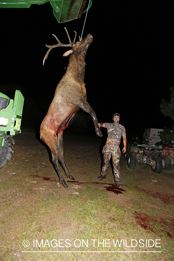 Hunter with bagged bull elk. 