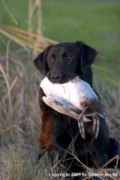 Black Labrador Retriever in field with bagged canvasback drake.