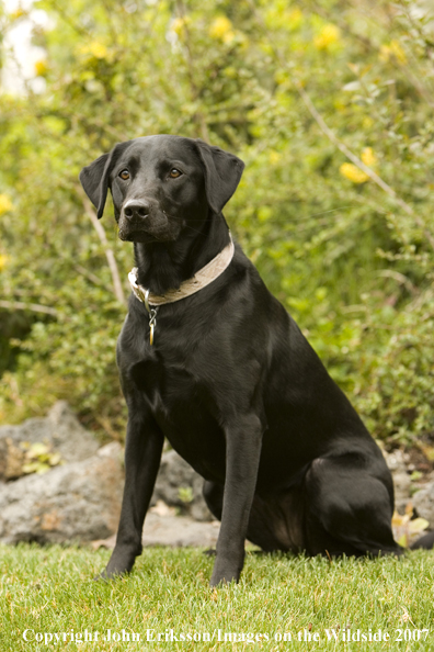 Black Labrador Retriever