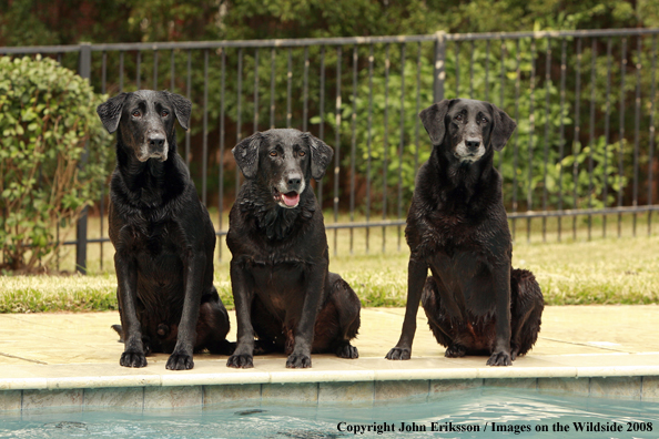 Black Labrador Retriever in field