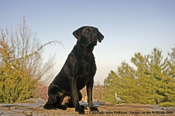 Black Labrador Retriever 