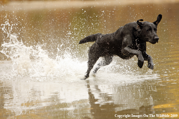 Black Labrador Retriever