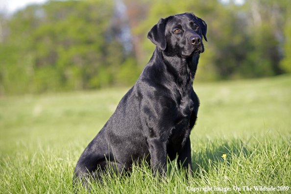 Black Labrador Retriever in field