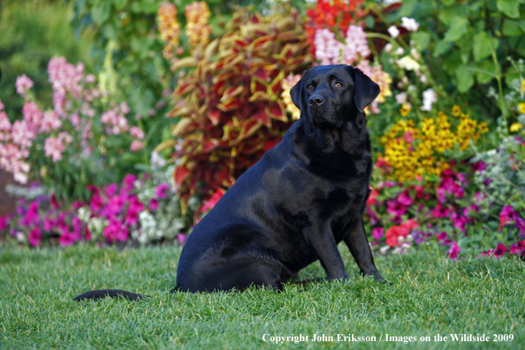 Black Labrador Retriever 