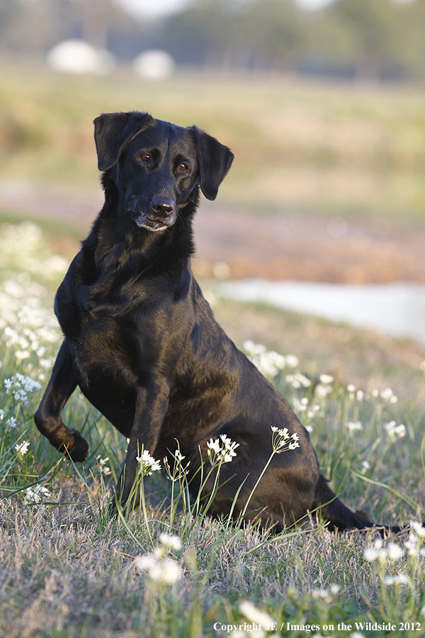 Black Labrador Retriver. 