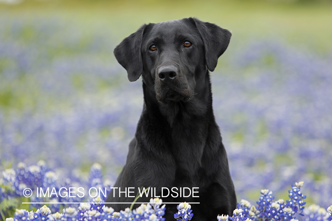 Black Labrador Retriever in field of wildflowers.