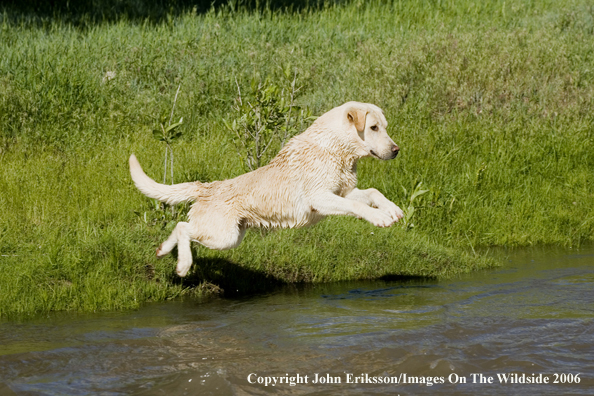 Yellow Labrador Retriever.