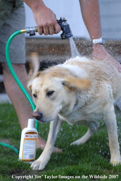 Yellow Labrador Retriever