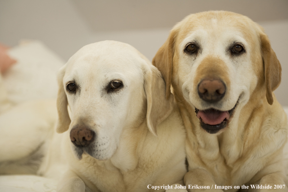 Yellow Labrador Retriever on bed