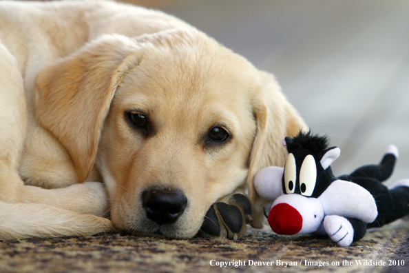 Yellow Labrador Retriever Puppy with toy