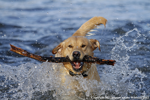 Yellow Labrador Retriever in water with stick. 