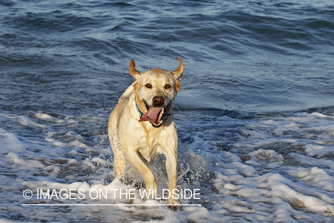 Yellow lab playing in the ocean.