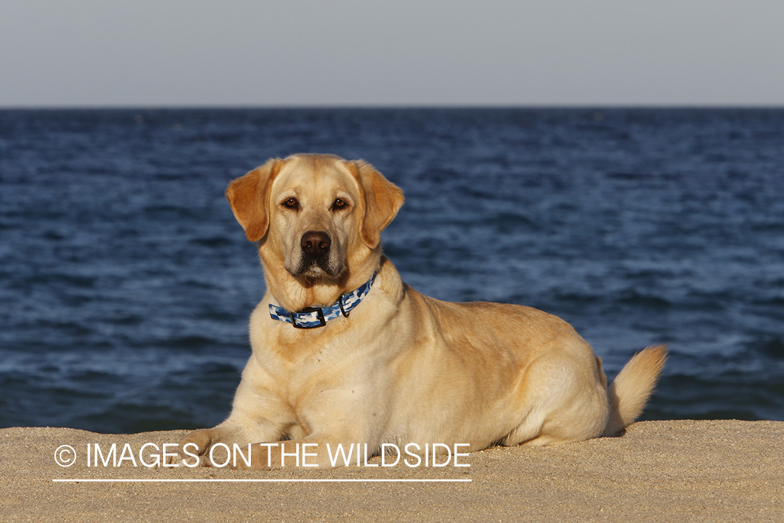 Yellow lab in front of ocean.