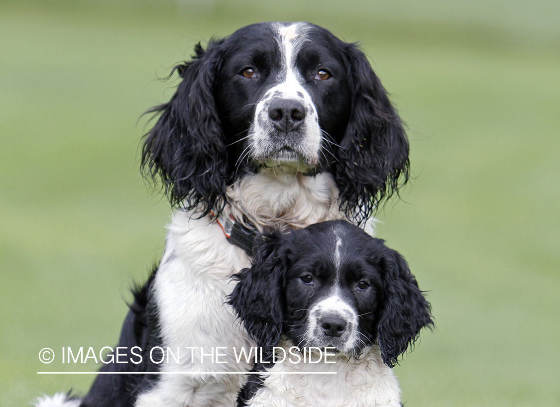 English Springer Spaniel with puppy.