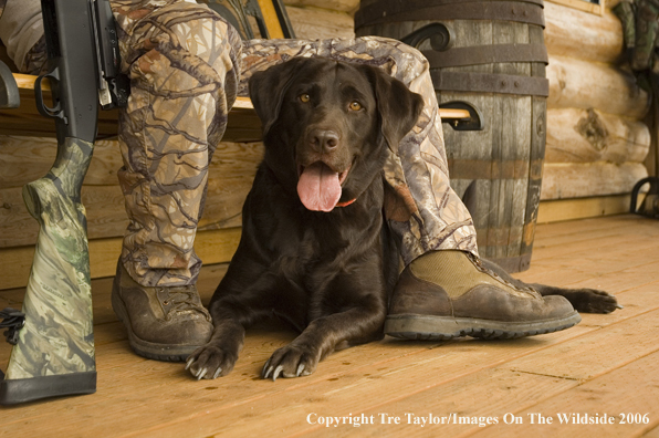 Chocolate Labrador Retriever with hunter.