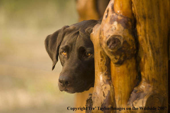 Chocolate labrador 