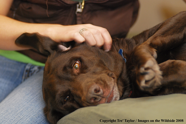 Chocolate Labrador Retriever 