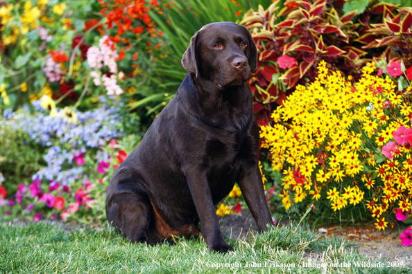 Chocolate Labrador Retriever