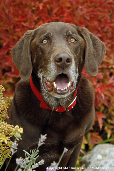 Chocolate Labrador Retriever