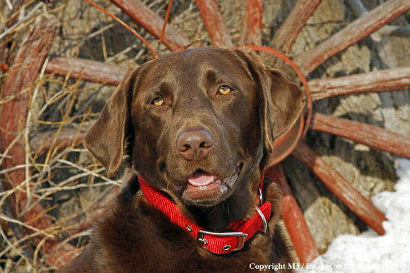 Chocolate Labrador Retriever.