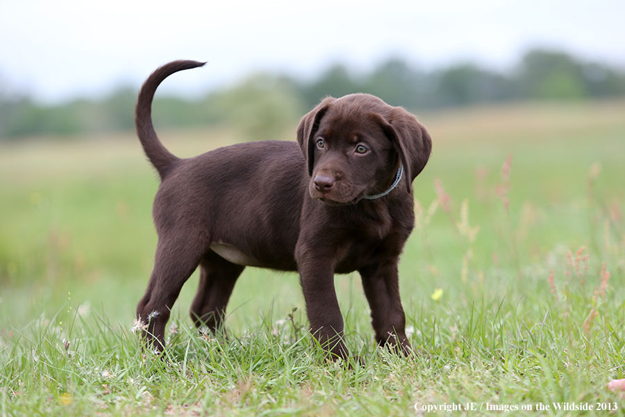 Chocolate Labrador Retriever puppy