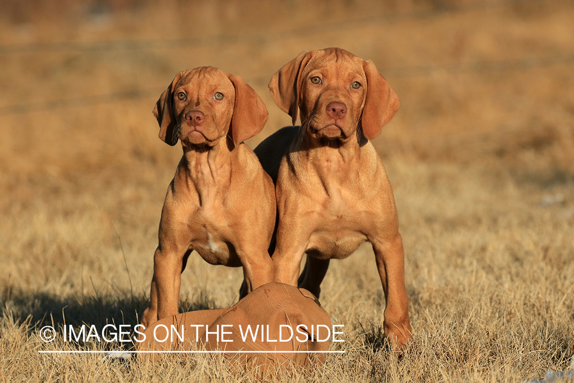 Vizsla puppies outside.