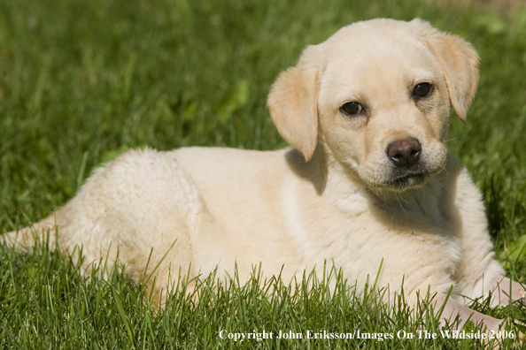 Yellow Labrador Retriever puppy.