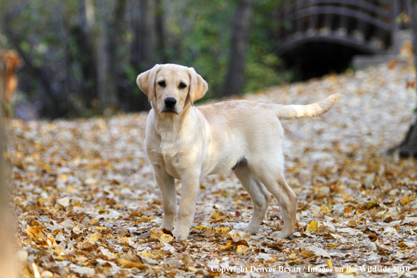 Yellow Labrador Retriever Puppy