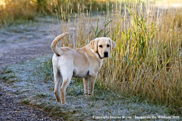 Yellow Labrador Retriever puppy