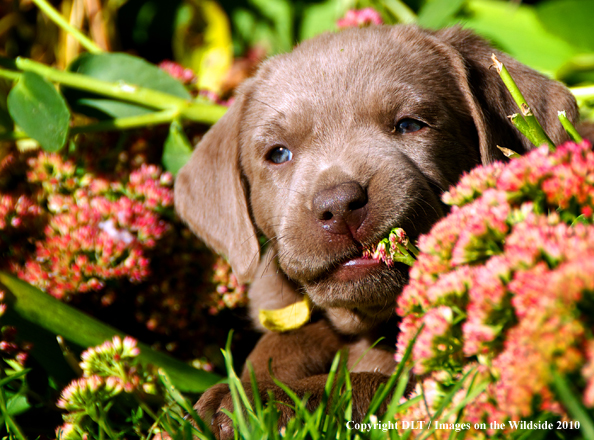 Chocolate Labrador Retriever Puppy