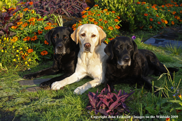 Multi-colored Labrador Retrievers 