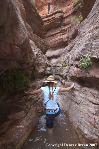 Hiker exploring feeder stream of the Colorado River.  Grand Canyon.